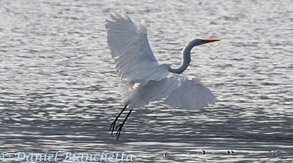 Great Egret, photo by Daniel Bianchetta