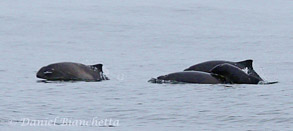 Harbor Porpoise, photo by Daniel Bianchetta