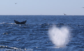 Humpback and heart-shaped blow, photo by Daniel Bianchetta