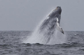 Humpback Whale Breaching, photo by Daniel Bianchetta