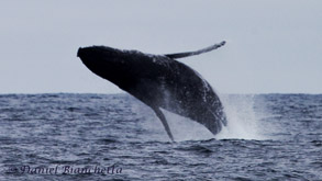 Humpback Whale breaching, photo by Daniel Bianchetta