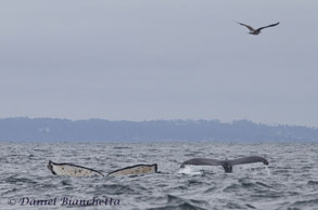  Humpback Whale Mother and Calf, photo by Daniel Bianchetta