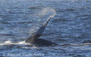 Humpback Whale pec slapping, photo by Daniel Bianchetta