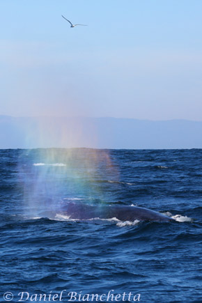 Humpback Whale rainblow, photo by Daniel Bianchetta