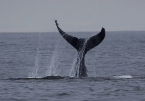 Humpback Whale Tail, photo by Daniel Bianchetta