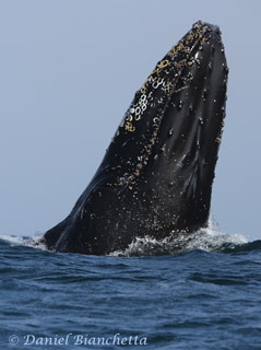 Breaching Humpback Whale, photo by Daniel Bianchetta