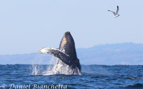 Humpback Whale breaching, photo by Daniel Bianchetta