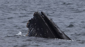 Humpback Whale photo by Daniel Bianchetta