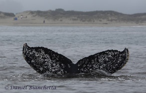 Humpback Whale ID, photo by Daniel Bianchetta