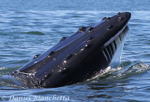 Humpback Whale lunge-feeding, photo by Daniel Bianchetta