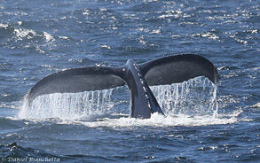 Humpback Whale tail,  photo by Daniel Bianchetta