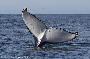 Humpback Whale tail, photo by Daniel Bianchetta