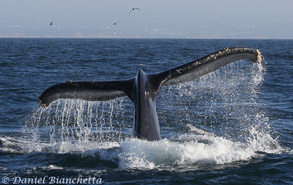 Humpback Whale tail, photo by Daniel Bianchetta