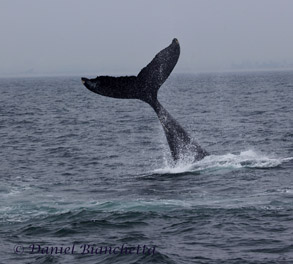 Humpback Whale tail throw, photo by Daniel Bianchetta