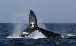 Humpback Whale Tail Throw, photo by Daniel Bianchetta