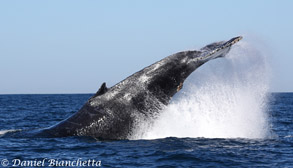 Humpback Whale tail throwing, photo by Daniel Bianchetta