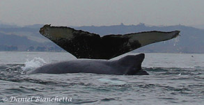 Humpback Whales, photo by Daniel Bianchetta