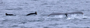 Humpback Whales, photo by Daniel Bianchetta