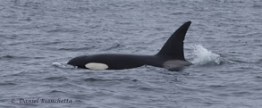 Killer Whale, photo by Daniel Bianchetta