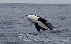 Killer Whale, photo by Daniel Bianchetta