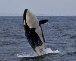 Killer Whale, photo by Daniel Bianchetta