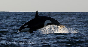 Killer Whale, photo by Daniel Bianchetta