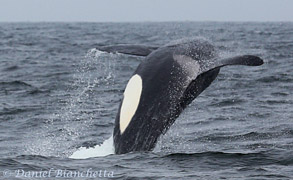 Killer Whale Fat Fin breaching sequence #3, photo by Daniel Bianchetta