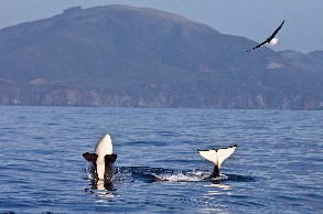 Killer Whales, photo by Daniel Bianchetta