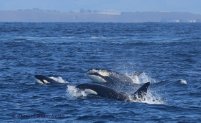 Killer Whales, photo by Daniel Bianchetta