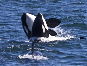 Killer Whales, photo by Daniel Bianchetta