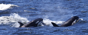 Killer Whales, photo by Daniel Bianchetta