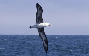 Laysan Albatross, photo by Daniel Bianchetta