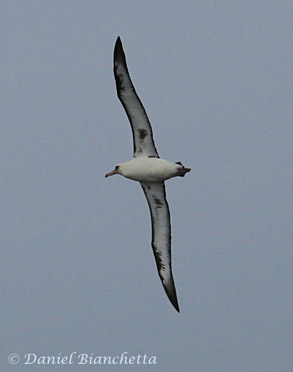 Laysan Albatross photo by Daniel Bianchetta