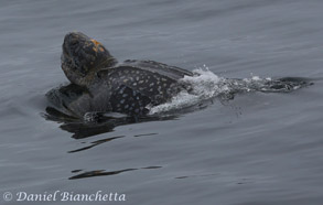 Leatherback Sea Turtle photo by Daniel Bianchetta