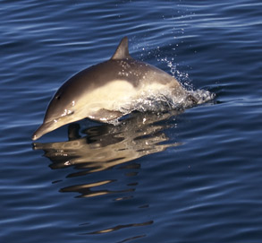 Long-beaked Common Dolphin, photo by Daniel Bianchetta