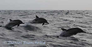 Long-beaked Common Dolphins, photo by Daniel Bianchetta