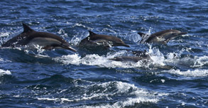 Long-beaked Common Dolphins, photo by Daniel Bianchetta