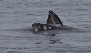 Humpback Whale lunge feeding, photo by Daniel Bianchetta