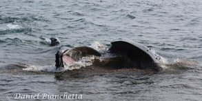 Lunge feeding Humpback Whale, photo by Daniel Bianchetta