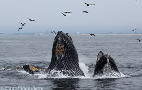 Lunge-feeding Humpback Whales, photo by Daniel Bianchetta