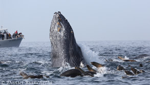 Lunge feeding Humpback Whale with Sea Lions and Pt Sur Clipper, photo by Daniel Bianchetta