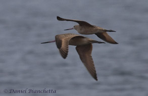 Marbled Godwits, photo by Daniel Bianchetta