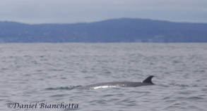 Minke Whale, photo by Daniel Bianchetta