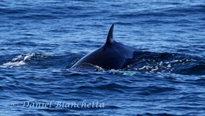 Minke Whale, photo by Daniel Bianchetta