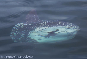 Mola Mola (Ocean Sunfish), photo by Daniel Bianchetta