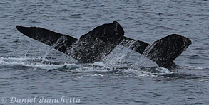 Mother and calf Humpback Whales, photo by Daniel Bianchetta