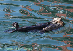 Sea Otter mother and pup, photo by Daniel Bianchetta