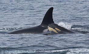 Mother and young calf Killer Whales, photo by Daniel Bianchetta