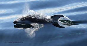 Pacific White-sided Dolphin, photo by Daniel Bianchetta