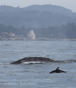 Pacific White-sided Dolphin and Gray Whale, photo by Daniel Bianchetta